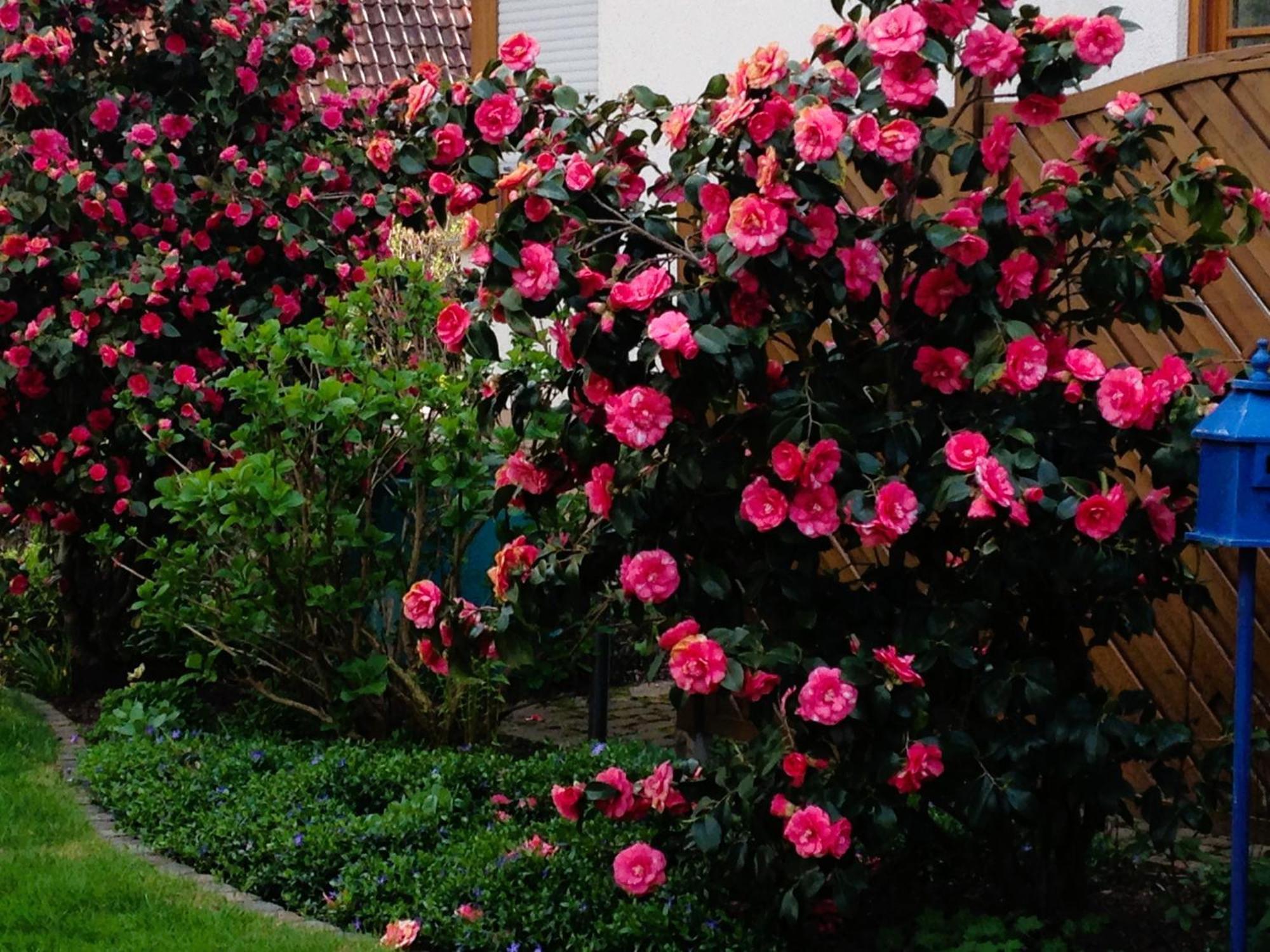 Apartment Im Garten Gengenbach Luaran gambar